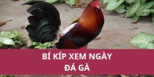 Bí Kíp Xem Ngày Đá Gà: Chọn Thời Điểm Cược Hợp Lý 7 bí kíp xem ngày đá gà