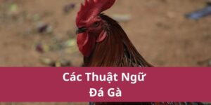Các Thuật Ngữ Đá Gà Cần Biết Cho Người Mới Chơi 3 các thuật ngữ đá gà