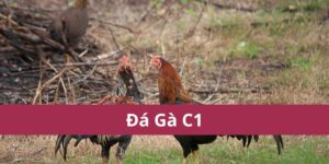 Đá Gà C1 Quy Tắc, Kỹ Thuật Chơi và Kinh Nghiệm Thắng Lớn 11 đá gà C1