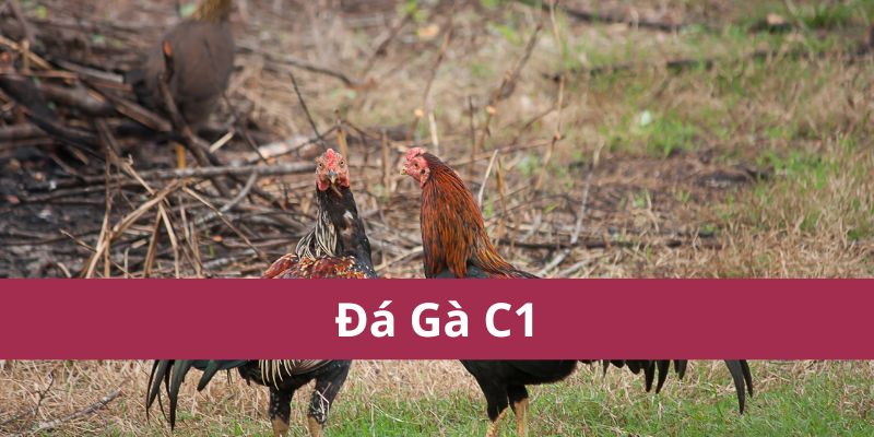 đá gà C1