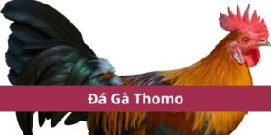 Cẩm Nang Đá Gà Thomo Chi Tiết và Kinh Nghiệm Thắng Lớn 15 đá gà thomo