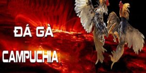 Đá Gà Campuchia FM88 - Mãn Nhãn Với Những Trận Đấu Đỉnh Cao 24 Đá Gà Campuchia FM88 - Mãn Nhãn Với Những Trận Đấu Đỉnh Cao