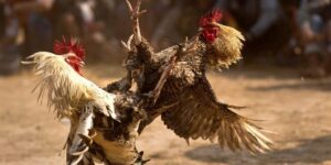 Đá Gà Cựa Tròn - Trải Nghiệm Thế Giới Trường Gà FM88 Đỉnh Cao  25 Đá Gà Cựa Tròn - Trải Nghiệm Thế Giới Trường Gà Đỉnh Cao