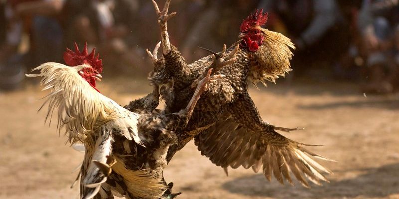 Đá Gà Cựa Tròn - Trải Nghiệm Thế Giới Trường Gà Đỉnh Cao