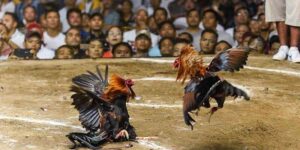 Gà Ngũ Sắc Là Gì? Mẹo Cá Cược Tại FM88 Hiệu Quả Nhất 19 ga ngu sac 3